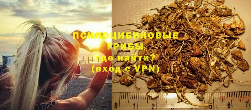 Галлюциногенные грибы Psilocybe  нарко площадка официальный сайт  Большой Камень 